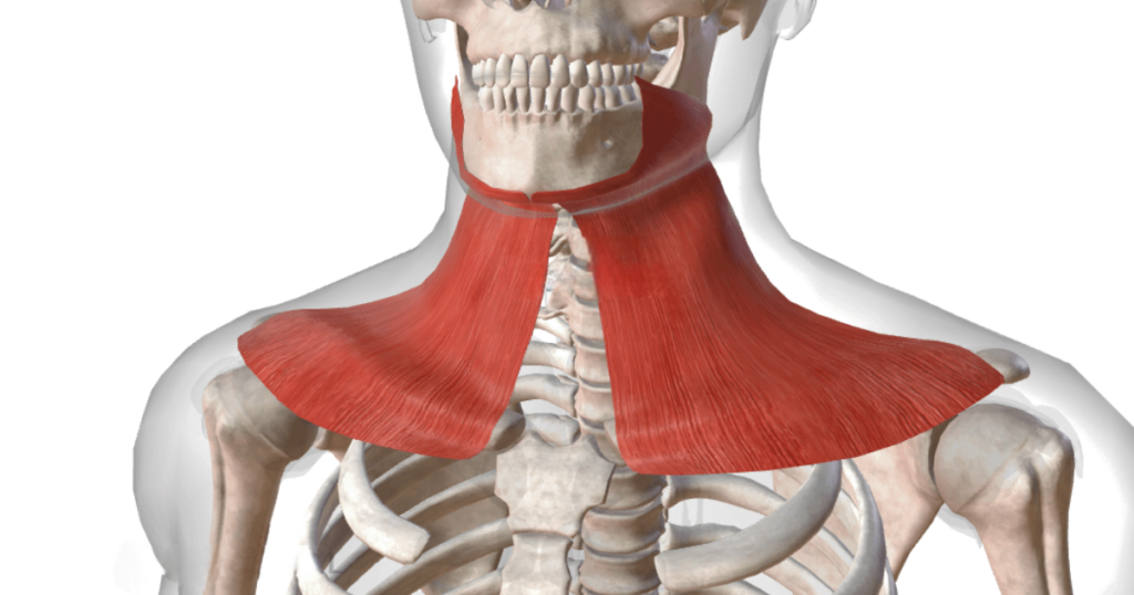 Platysmal bands anatomy diagram for platysmal bands treatment for new injectors.